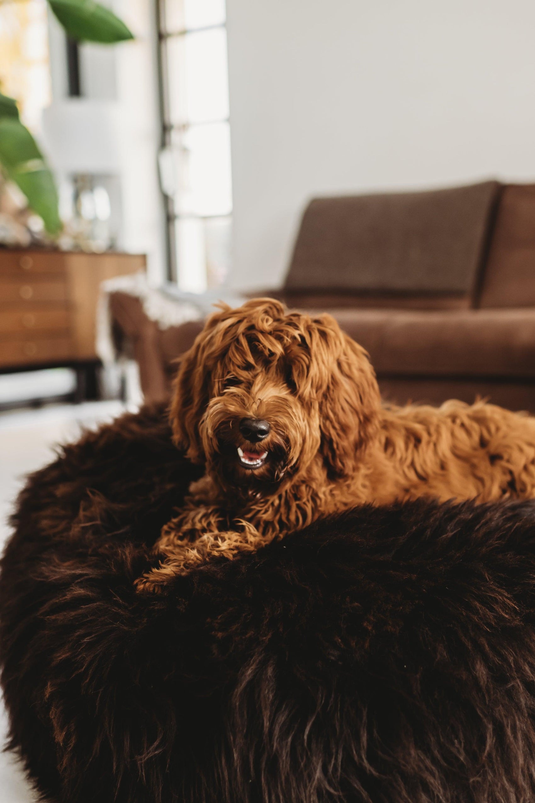 A brown dog lounging on an Oval Natural Sheepskin Pet Bed in Chocolate Brown from Mellow Pet Store.