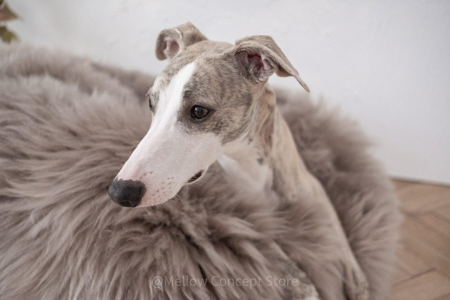 A greyhound dog resting on a fluffy Oval Natural Sheepskin Pet Bed - Greige made by Mellow Pet Store.