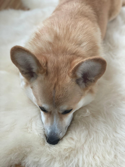 A corgi resting on a Natural Sheepskin Rug for Pet, made from Mellow Pet Store sheepskin.