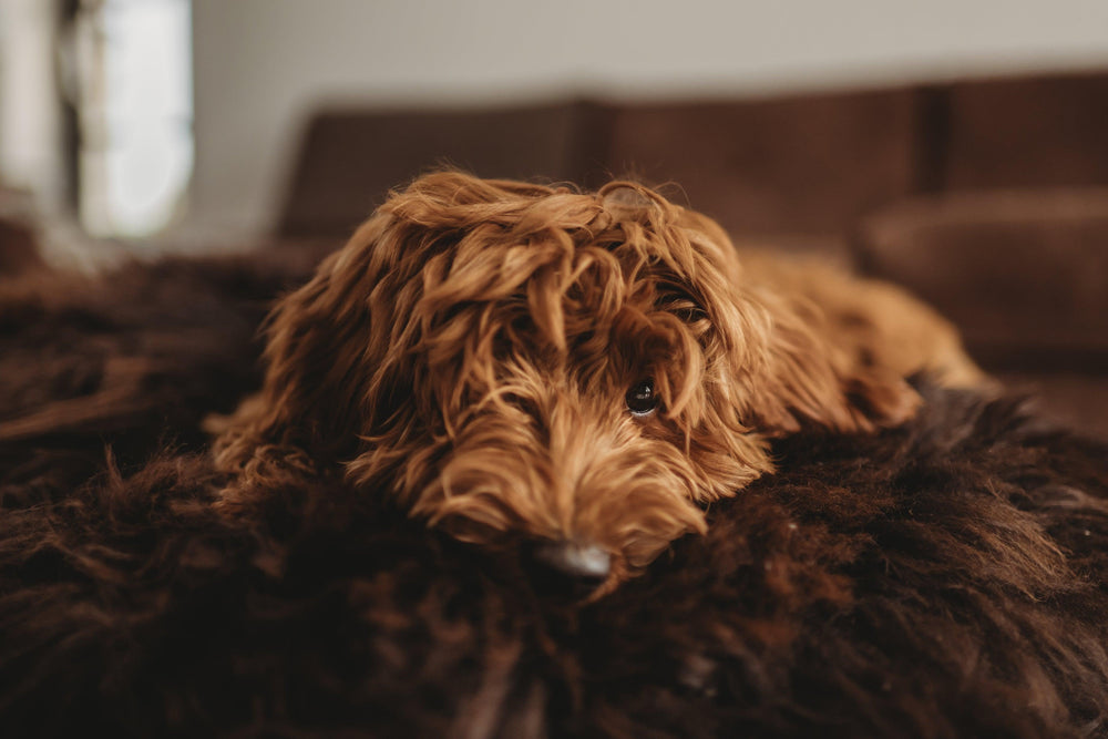 dog on our brown sheepskin pet bed 