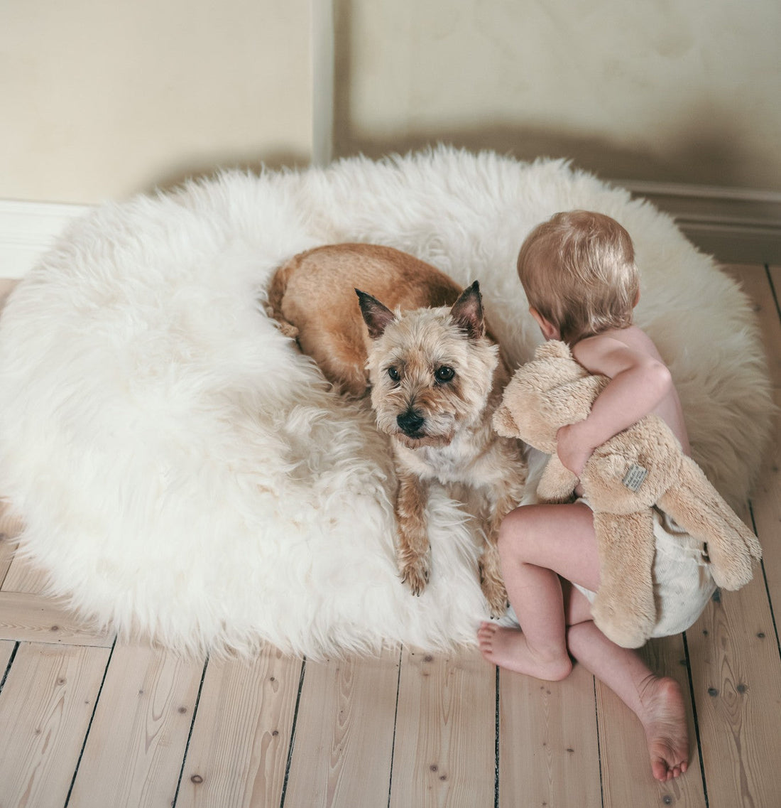 Toddler in a cloth diaper hugging a plush toy while sitting next to a small terrier dog on a luxurious white sheepskin pet bed. Set on pale wooden floors, the scene radiates warmth, safety, and toxin-free living.