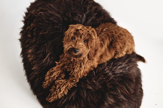 Oval Natural Sheepskin Pet Bed - Chocolate Brown