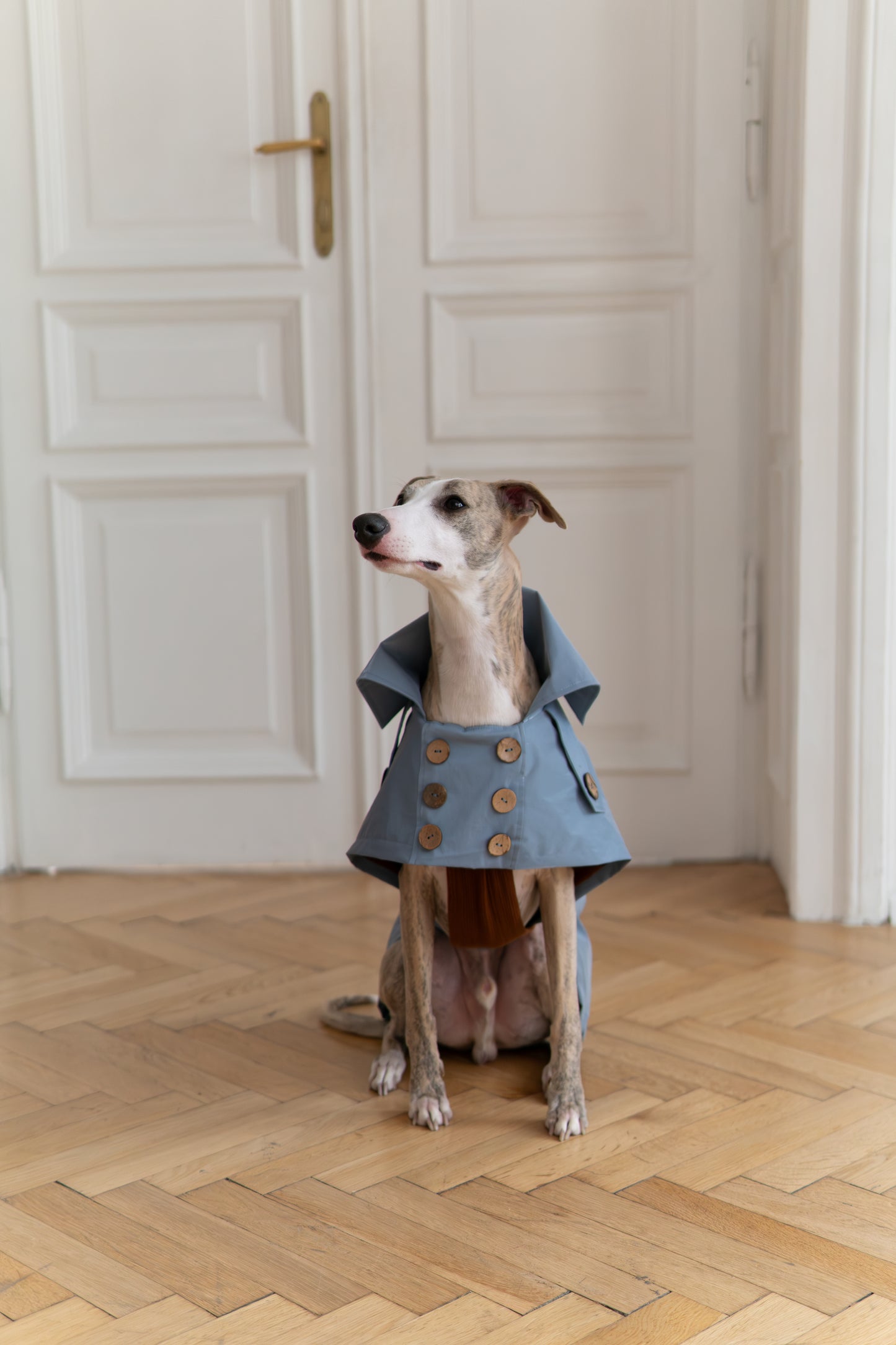 Water-repellent Dog Trench Coat - Light Blue