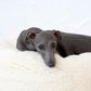 Oval Natural Wool Pet Bed - White