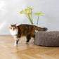 Oval Natural Wool Pet Bed - Beige