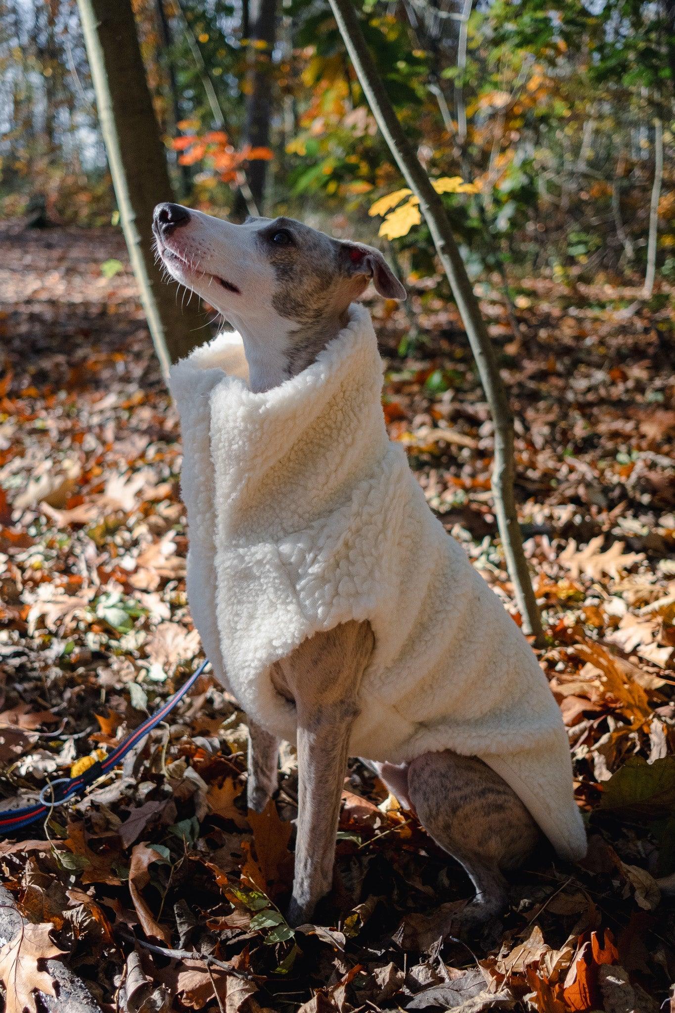 A greyhound wearing a Woolen Dog Vest - White from Mellow Pet Store in the woods, outfitted with organic pet accessories.