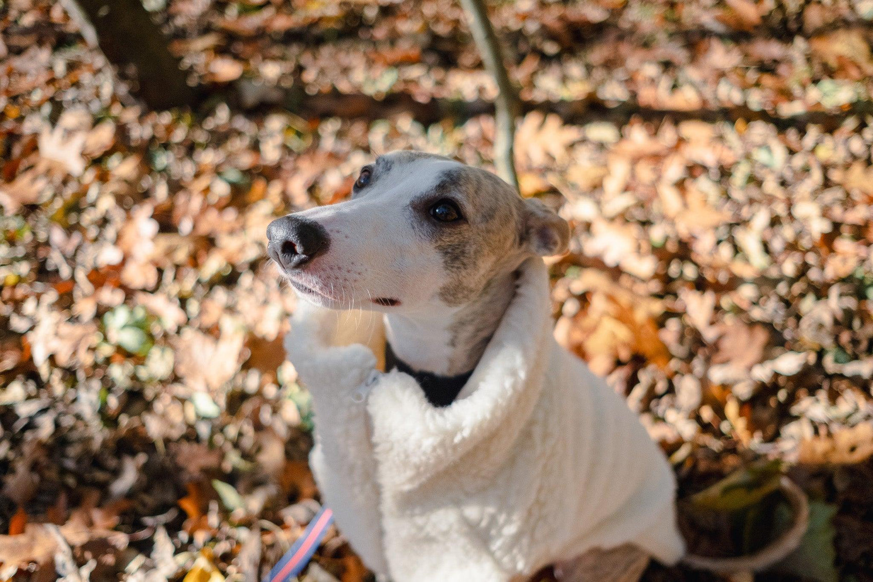 Woolen Dog Vest - White